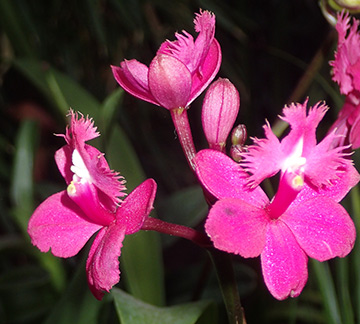 Epidendrum Pacific Prince Hot Pink - photo by Luxury Experience