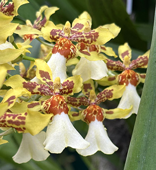 NY Botanical Garden Orchid Show - Oncidium - Photo by Luxury Experience