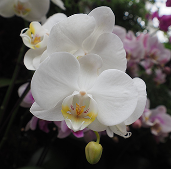 NY Botanical Garden Orchid Show - Phalaenopsis - Photo by Luxury Experience