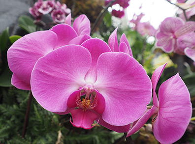 NY Botanical Garden Orchid Show - Phalaneopsis - Photo by Luxury Experience