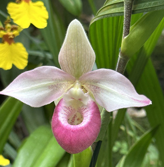 NY Botanical Garden Orchid Show - Phragmipedium - Photo by Luxury Experience