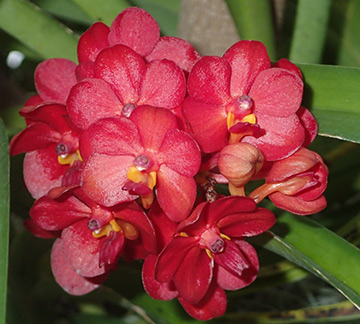 NY Botanical Garden Orchid Show - Vanda - Photo by Luxury Experience