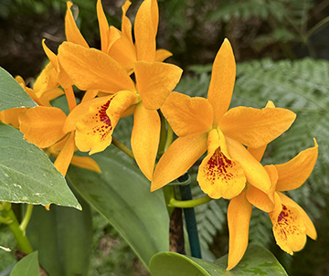 NY Botanical Garden Orchid Show - Xcattilianthe Gold Digger - Photo by Luxury Experience