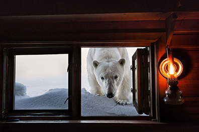 Face to Face - by Paul Nicklen