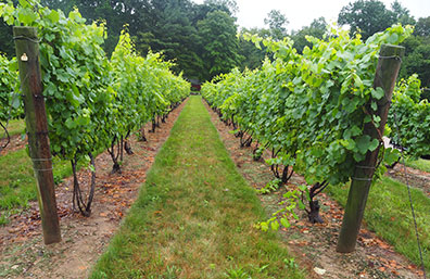 Chamard Vineyard & Bistro - Clinton, NY - photo by Luxury Experience