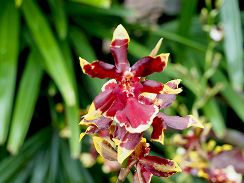 Oncidopsis Goldfire Orchid - photo by Luxury Experience