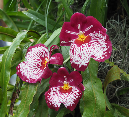 Pansy Miltoniopsis - Breathless Good Woman - photo by Luxury Experience