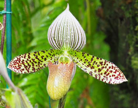 Slipper Orchid - photo by Luxury Experience