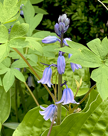 Common Bluebell - photo by Luxury Experience