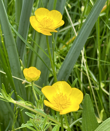 Creeping Buttercup - photo by Luxury Experience