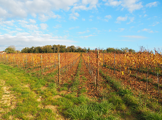 Domain de Cromey Vineyards - photo by Luxury Experience