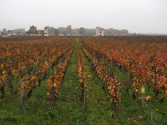 Château du Clos de Vougeot Vineyards - photo by Luxury Experience