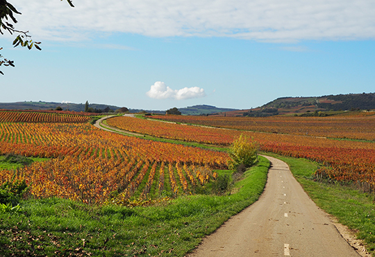 Exploring Vineyards of Burgundy, France - photo by Luxury Experience