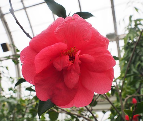 Flower - NYBG - The Orchid Show 2025 -photo by Luxury Experience