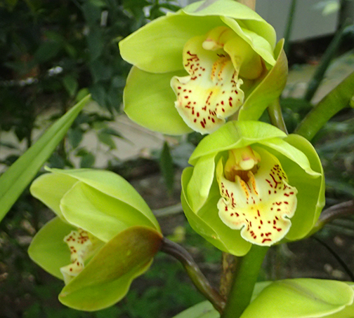 Green Orchids - NYGB Orchid Show 2025 - photo by Luxury Experience