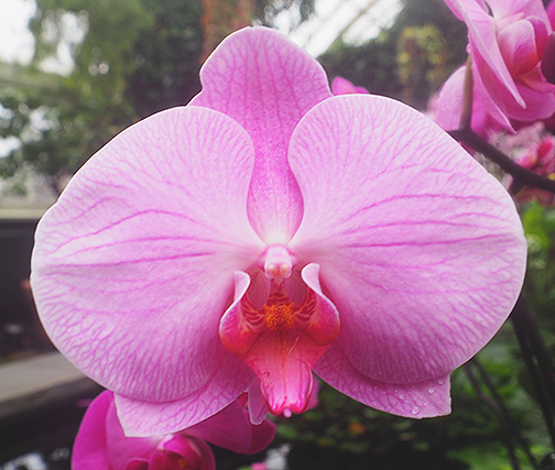 Orchid - NY Botanical Gardens 2025 - photo by Luxury Experience