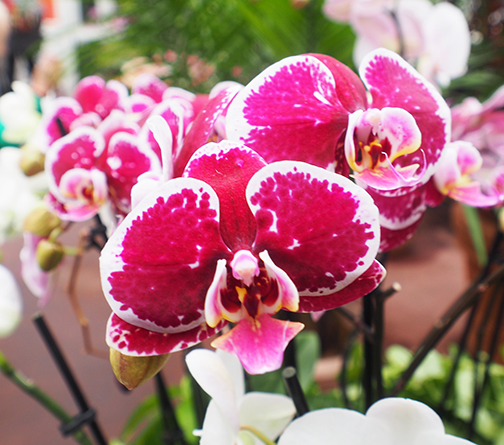 Orchid - NYBG - The Orchid Show 2025 -photo by Luxury Experience