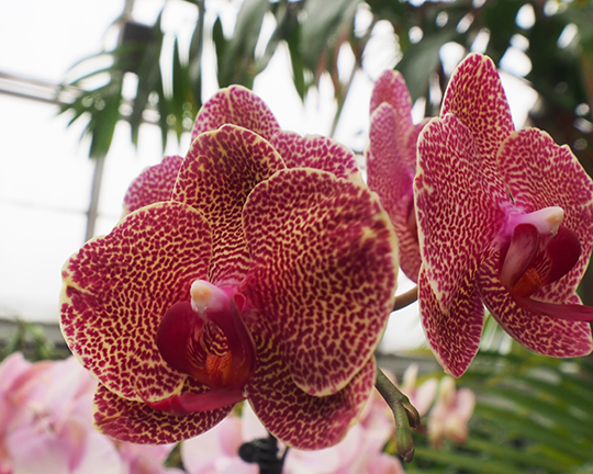 Orchid - NYBG - The Orchid Show 2025 -photo by Luxury Experience