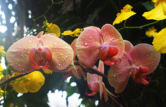 Orchid - NY Botanical Gardens 2025 - photo by Luxury Experience