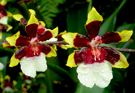 Orchid - NY Botanical Gardens 2025 - photo by Luxury Experience