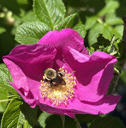 Bee Enjoying Flower - photo by Luxury Experience