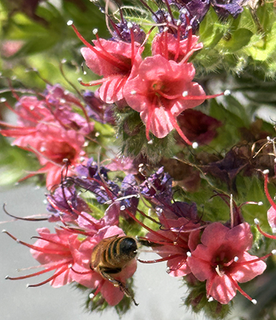 Bee on Tower of Jewels - photo by Luxury Experience