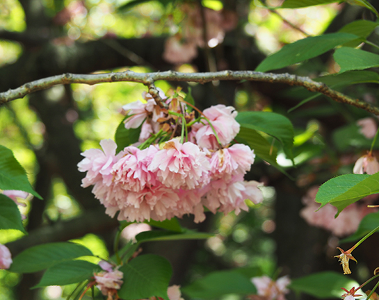 Cheery Tree Hanging Flower - Brooklyn Botanic Garden - photo by Luxury Experience