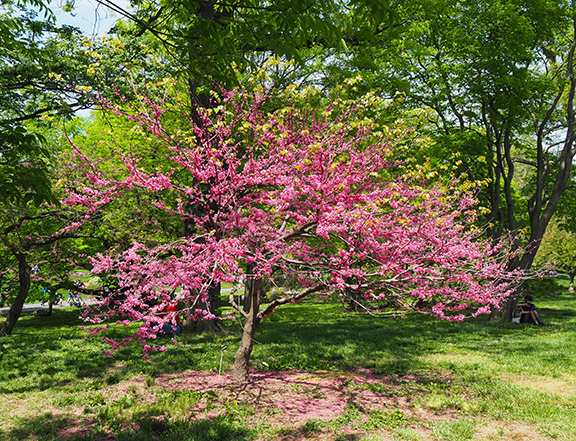 Cherry Blossom Tree - Brooklyn Botanic Garden - photo by Luxury Experience