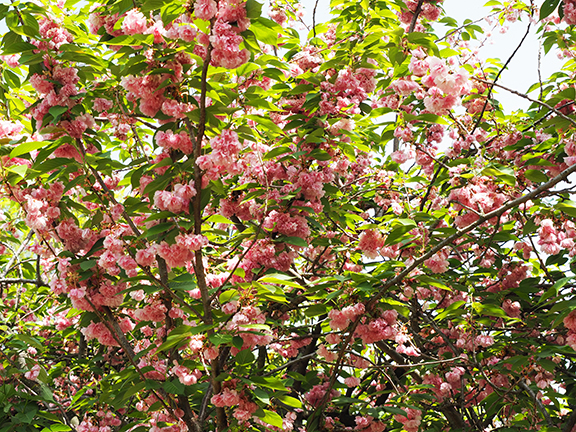 Cherry Tree - Brooklyn Botanic Garden - photo by Luxury Experience