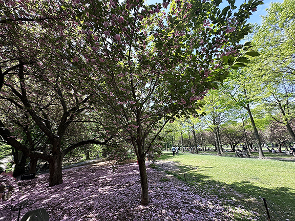 Cherry Tree petals - Brooklyn Botanic Garden - photo by Luxury Experience