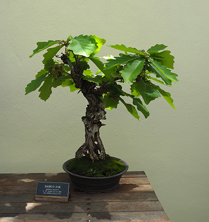 Daimyo Oak Quercus Dentata - Brooklyn Botanic Garden - photo by Luxury Experience