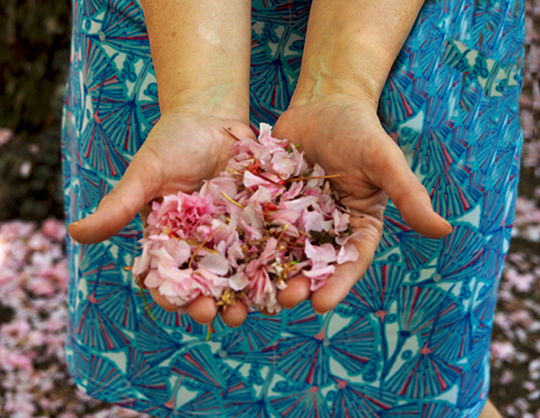 Holding the Cherry Blossom Petals - Brooklyn Botanic Garden - Photo by Luxury Experience