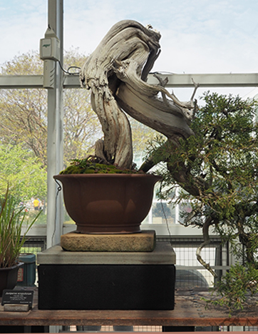 Juniperus Scopulorum Cascade Style - Brooklyn Botanic Garden - photo by Luxury Experience