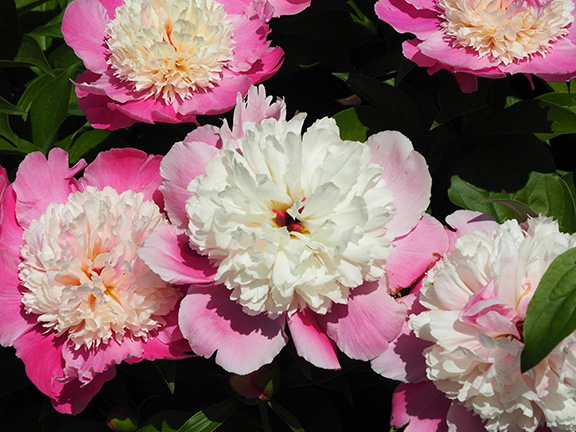 NY Botanical Gardens Peonies - photo by Luxury Experience