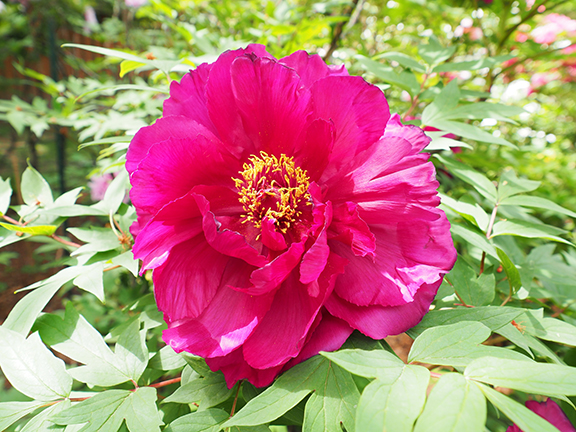 Peony - Brooklyn Botanic Garden - photo by Luxury Experience