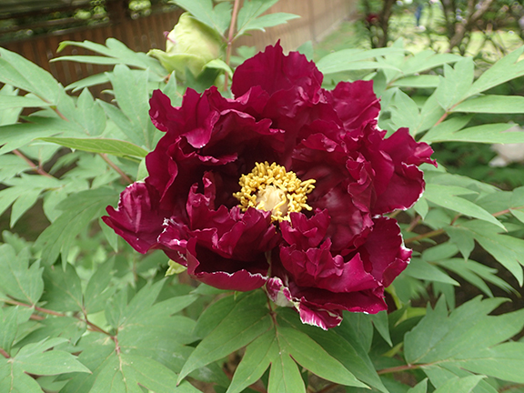 Peony - Brooklyn Botanic Garden - photo by Luxury Experience