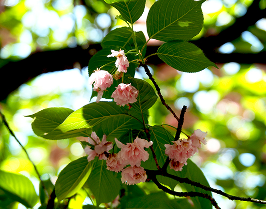Prunus Kanzan - Brooklyn Botanic Garden - photo by Luxury Experience