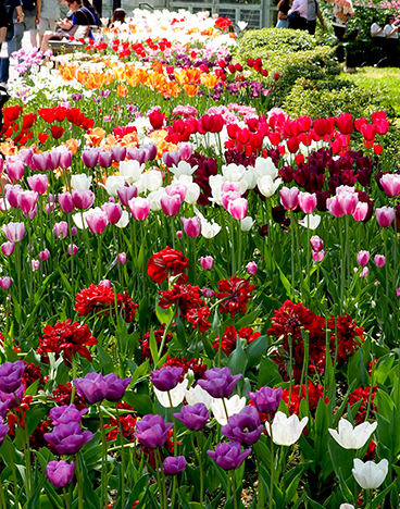 Tulips - Brooklyn Botanic Garden - photo by Luxury Experience