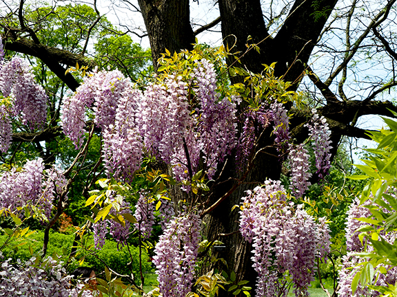 Wisteria - Brooklyn Botanic Garden - photo by Luxury Experience