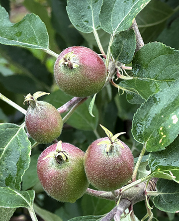 Apples - Long View Ciderhouse - photo by Luxury Experience