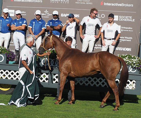 Greenwich Polo Mariano Aguerre's pony wins Best Polo Pony - photo by Luxury Experience