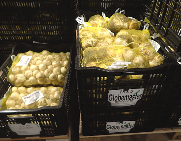 Colorblends Wholesale Flowerbulbs - photo by Luxury Experience