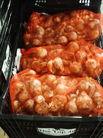 Colorblends Wholesale Flowebulbs - photo by Luxury Experience