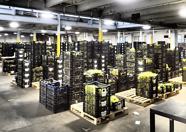 Colorblends Wholesale Flowerbulbs Warehouse - photo by Luxury Experience