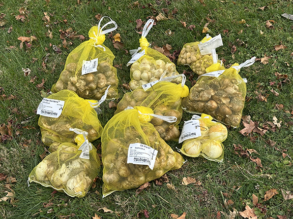 Planting Colorblends bulbs - photo by Luxury Experience