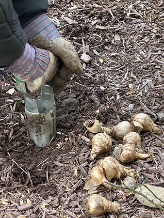 Panting Colorblends bulbs