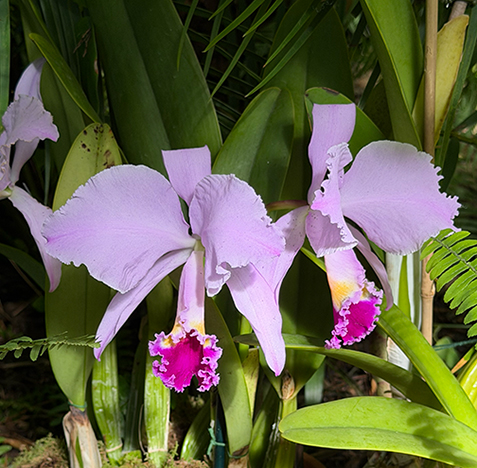 NYBG Orchid Show - Corsage Orchid Buena Suerte - photo by Luxury Experience