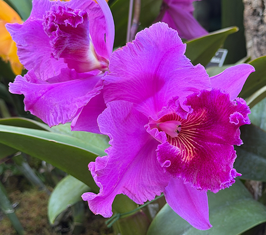 NYBG Orchid Show - Corsage Orchid George Baldwin - photo by Luxury Experience