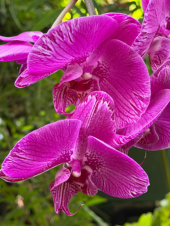 NYBG Orchid Show - Moth Orchid - photo by Luxury Experience