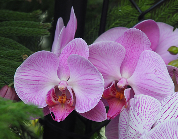 NYBG Orchid Show Moth Orchid - photo by Luxury Experience